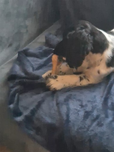 loves the snow but think hes happy to be by the fire on the couch with his bone. #dogloversoftiktok #puppy #cockerspaniel #farmdogslife #spoileddoglife
