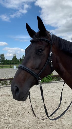Bitless Dressage with Jess: Musa Sidepull Bridle Showcase