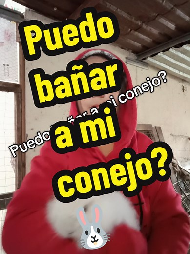 Puedo bañar a mi conejo? La respuesta es: NO. Los conejos no se bañan; pero si le puedes dar un baño en seco. #conejito #conejosbebes #conejo