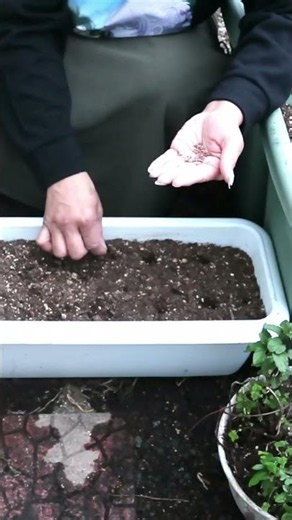 Planting Red Little Raddish/Kabu for the First Time #shorts #youtubeshorts #shortsfeed
