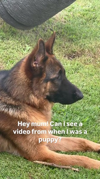 German Shepherd Growth Journey: From Puppy to Adult