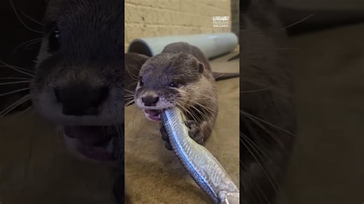 Otter demonstrates how to expertly eat a fresh fish