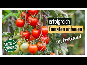 Tomaten erfolgreich anbauen im Freiland | Gemüseanbau im Garten @Gartengemüsekiosk