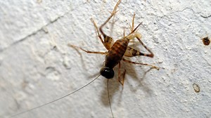 This garden columnist's inbox is sometimes full of cricket poop (really!)