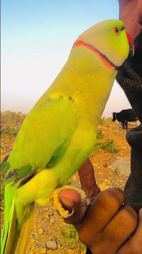 Funny Parrot Sounds | Parrots Voice