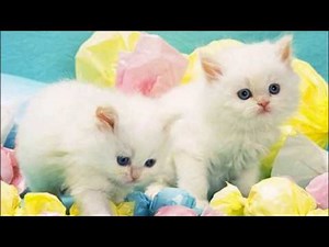 Sweet Cats and Kittens Compilation