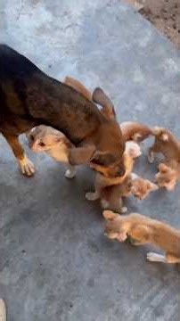 Ces chatons sont trop mignons pour être vrais ! #cute #cutecat #kitten