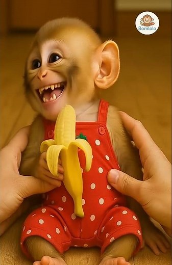 Baby Monkey Tries to Resist - Tickle the monkey and laugh - monkey with banana