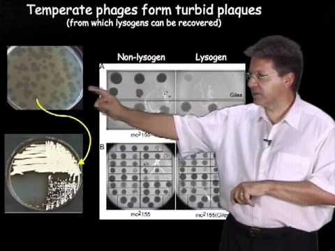 Graham Hatfull (University of Pittsburgh/HHMI) Part 1: Bacteriophages: What are they?