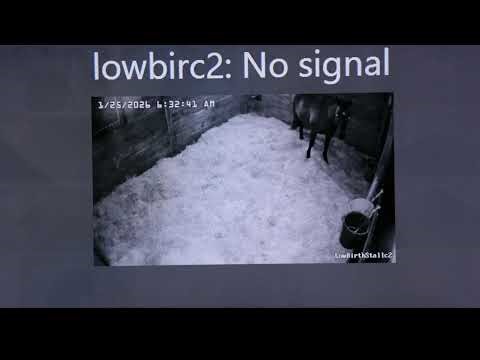 Foal Watch Live Cam .01.24.2026