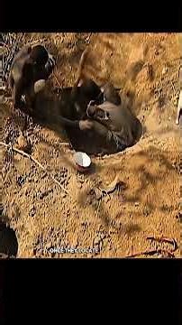 A python was caught using a live human as bait. Matis Tribe Hunted Python#matistribe #python #shorts