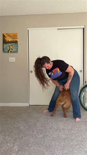 Rusty recently started doing the Nala Stomps 🥹 #goldenretriever #funnydogvideos #cutepuppy