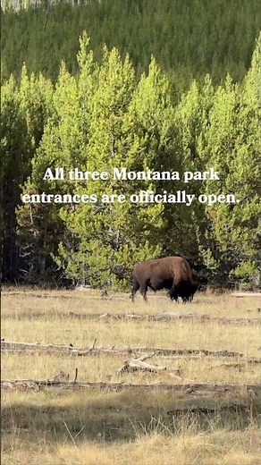 Montana's Yellowstone National Park entrances are open for the season! #yellowstonenationalpark