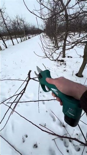 apple tree pruning 🍏