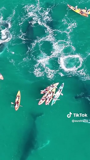 Byron Bay kayak whale encounter: eight whales passing beneath kayaks