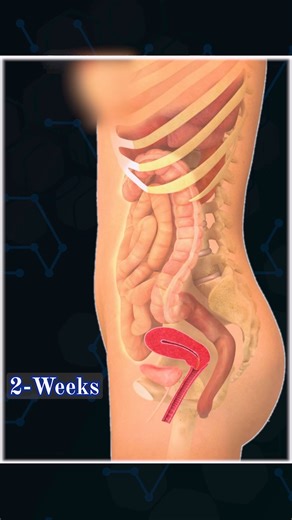 Smart Doctor on Instagram‎: "Track Your Pregnancy in 25 Seconds 💓 . . . 1. First Trimester (Weeks 1 to 12) Fertilization Occurs when a sperm fertilizes an egg, forming a zygote. Embryo Development The zygote divides and develops into an embryo. By the end of this stage, most major organs are formed. Common Symptoms Include nausea (often called morning sickness), fatigue, and breast changes due to hormonal shifts. 2. Second Trimester (Weeks 13 to 27) Fetal Growth The fetus grows significantly, a