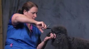 25K views · 727 reactions | Watch as Karen Tucker demonstrates a topknot on a poodle. | Groomer TV | Facebook
