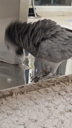 Stella The African Grey Parrot 🦜 #youtubeshorts #birds #viral