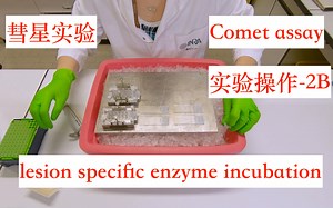 【comet assay】实验操作 2B ：Lesion specific enzyme incubation