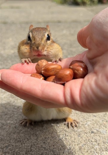 Stop and Go: Adorable Chipmunk Moments in Nature