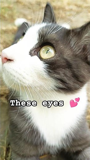Are These the Most Beautiful Kitten Eyes Ever? 🩶 #catshorts #cat #beauty