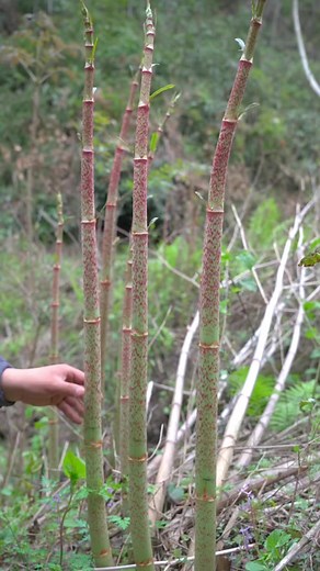 #asrmvideo #relaxingvideos #funnyvideos #nature