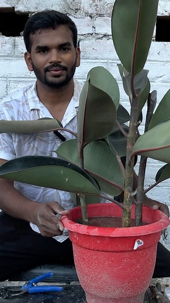 How to Propagate rubber plant from cuttings || #rubberplants #rubber #propagation #garden #gardening