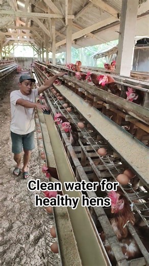 clean dirty waterer chicken farm #chickenfarm #freerangechickens #backyardchickens