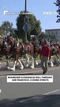 Budweiser Clydesdales cause traffic jams during San Francisco visit