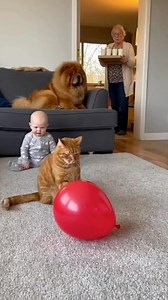Maple pops a balloon in the kitchen 💥🎈Grandma gets shocked, drops the baby’s milk — CRASH everywhere 🥛😱Total chaos.Chowchow runs in, they start fighting instantly 🐶🐱💢Meanwhile… the baby is just laughing like it’s the best show ever 👶😂#chowchowshowai #dog #cat #funny #chaos #aianimals | Chowchowshow AI