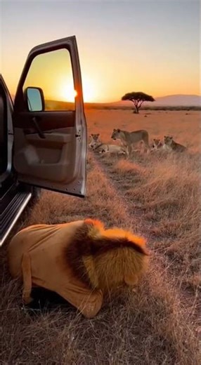 Lion Costume Prank on Wild Lions! 🦁😂 #lionprank #wildlife #epicfail