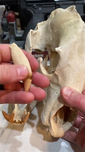 Massive canine on a 250 pound black bear!