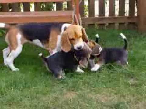 Beaglewelpen Erziehung