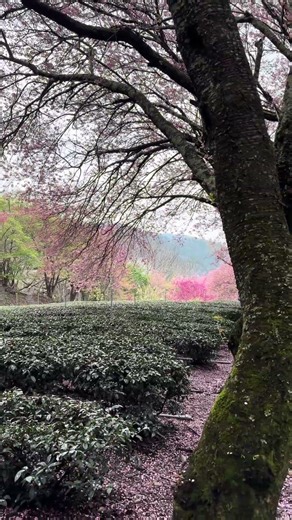 武陵農場～￼￼蟲鳴鳥叫聲