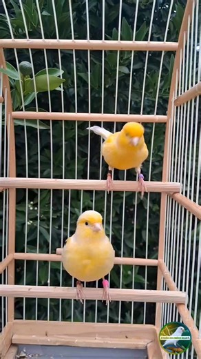 Canário Fife Fancy, Cantando para fêmea! #fife #francy #canary #vermelho | Paraíso dos Canários Belgas