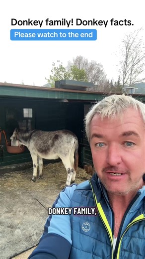 Replying to @stephånelewod DONKEY FAMILY! Donkey facts. Donkeys have near perfect 360 degree vision, with only two small blind spots, one directly behind their tale, the other immediately in front of their nose. Donkeys do not have water repellent fur, unlike horses. Donkeys don’t like to get wet and must always have perfectly good housing and shelter. Donkey facts! Donkey rescue needs you. Love Donkeys ❤️🫏#donkeyrescue #donkeyoftiktok #donkey #donkeys #facts @DONKEY DAD ADMIN ❤️🫏 @mustangdian