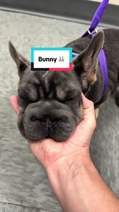 Adorable French Bulldog Puppy Bath Time