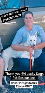 VIDA HAS LEFT THE SHELTER!!!! Thank you 4 Lucky Dogs Pet Rescue, Inc. FOR SAVING VIDA'S LIFE!!! Look at that HAPPY GIRL!!! We can't Thank Rescue enough, please honor ALL PLEDGES to this rescue ONLY!!! HAPPY TAILS VIDA!!! | Rescue Me Tampa - Shelter Dogs