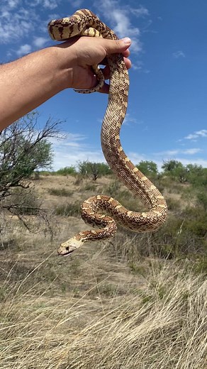 I love gopher snakes. They’re such beautiful animals with such cool defense mechanisms. Check out this one from Arizona we cruised. 🐍 | Justin Doll