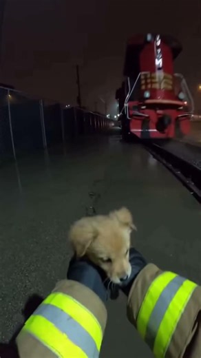 Last Second Puppy Rescue on Train Tracks 🚨