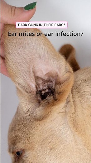 Dog Scratching Ears? Here's What That Gunk Means