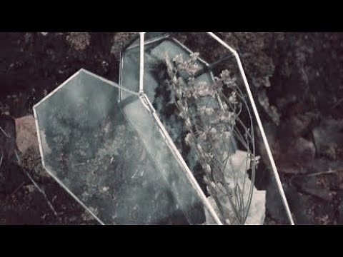 Specimen Girl/Hyouhon Shoujo 2020 version – English Lyrics