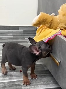 14K views · 429 reactions | Diem was sad when Mun dog ruined Kaka monkey's favorite dress #Kaka | Kaka Page | Facebook