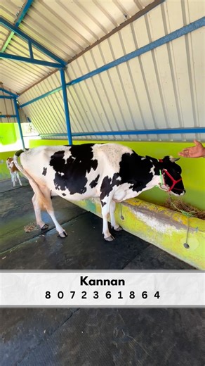 Selvakannan on Instagram: "🐄 HF vs Jersey! எந்த breed bestன்னு debate வேண்டாம் 😄 இரண்டுமே farmக்கு தேவை — one for quantity, one for quality! 💪 நாம் balance பண்ணனும் தான் profit வரும் 💰 #KomathaCowTraders #HFCow #JerseyCow #CowFarming #PollachiFarm #DairyBusiness #FarmLife #CattleFarming"