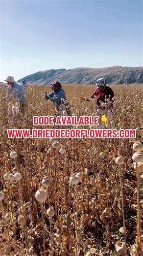 Dried Poppy Flowers for Unique Home Decoration
