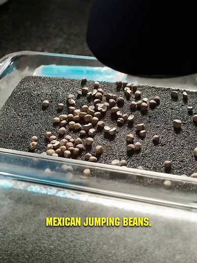 You'll Never Believe What Powers These Escaping Beans! 🤯