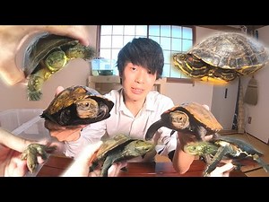 If you watch this video, you will learn how to identify almost all wild turtles (green turtles, J...