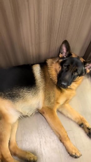 What's with the Guard Dog? 😭 | German Shepherd Universe
