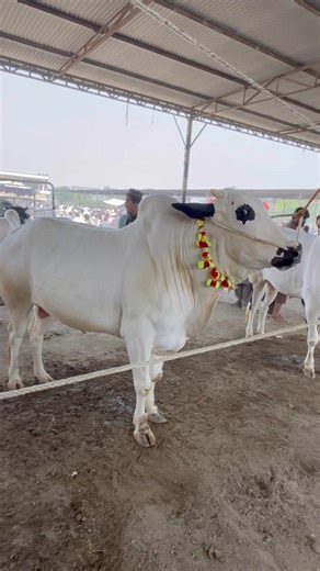 Beautiful bulls #qurbani2026 #taxilamandi