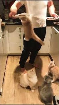 Psycho Cats Doing the Craziest Funny Things 😂😹 Wild Cat Energy!